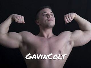 GavinColt