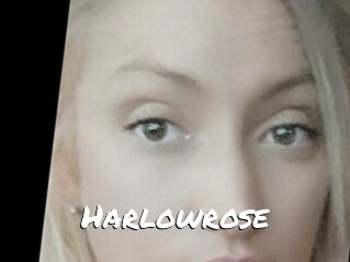 Harlowrose