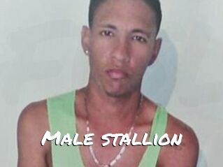 Male_stallion